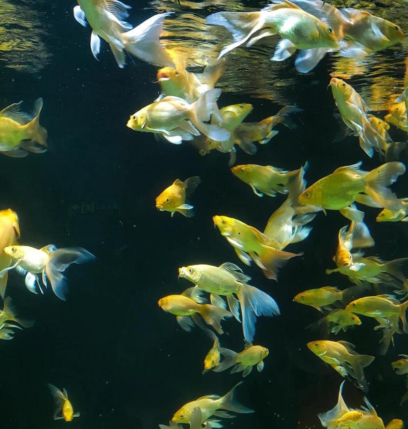 南昌水族店，南昌有哪些大型水族館 南昌水族店，南昌有哪些大型水族館 全國水族館企業名錄 第3張