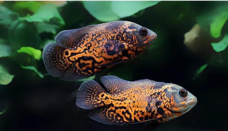 地圖魚和銀龍魚混養需要哪些設備？，地圖魚與銀龍魚混養注意事項人類關系研習社地圖魚與銀龍魚混養