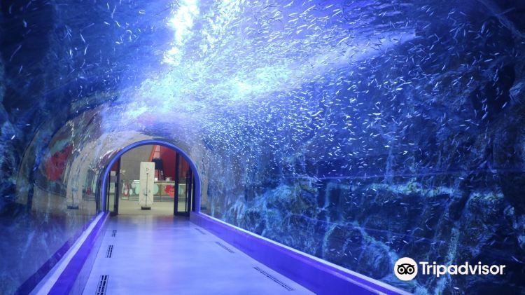 麗水水族店,麗水市水族館/水族店 全國水族館企業名錄 第14張 麗水水族店,麗水市水族館/水族店 麗水水族店,麗水市水族館/水族店 全國水族館企業名錄 第14張