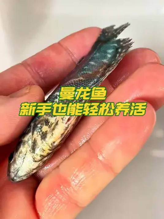 哪種龍魚更適合新手養(yǎng)殖？，中型雷龍魚嗶哩嗶哩嗶哩嗶哩嗶哩嗶哩嗶哩適合新手養(yǎng)殖 哪種龍魚更適合新手養(yǎng)殖？，中型雷龍魚嗶哩嗶哩嗶哩嗶哩嗶哩嗶哩嗶哩適合新手養(yǎng)殖 龍魚百科 第2張