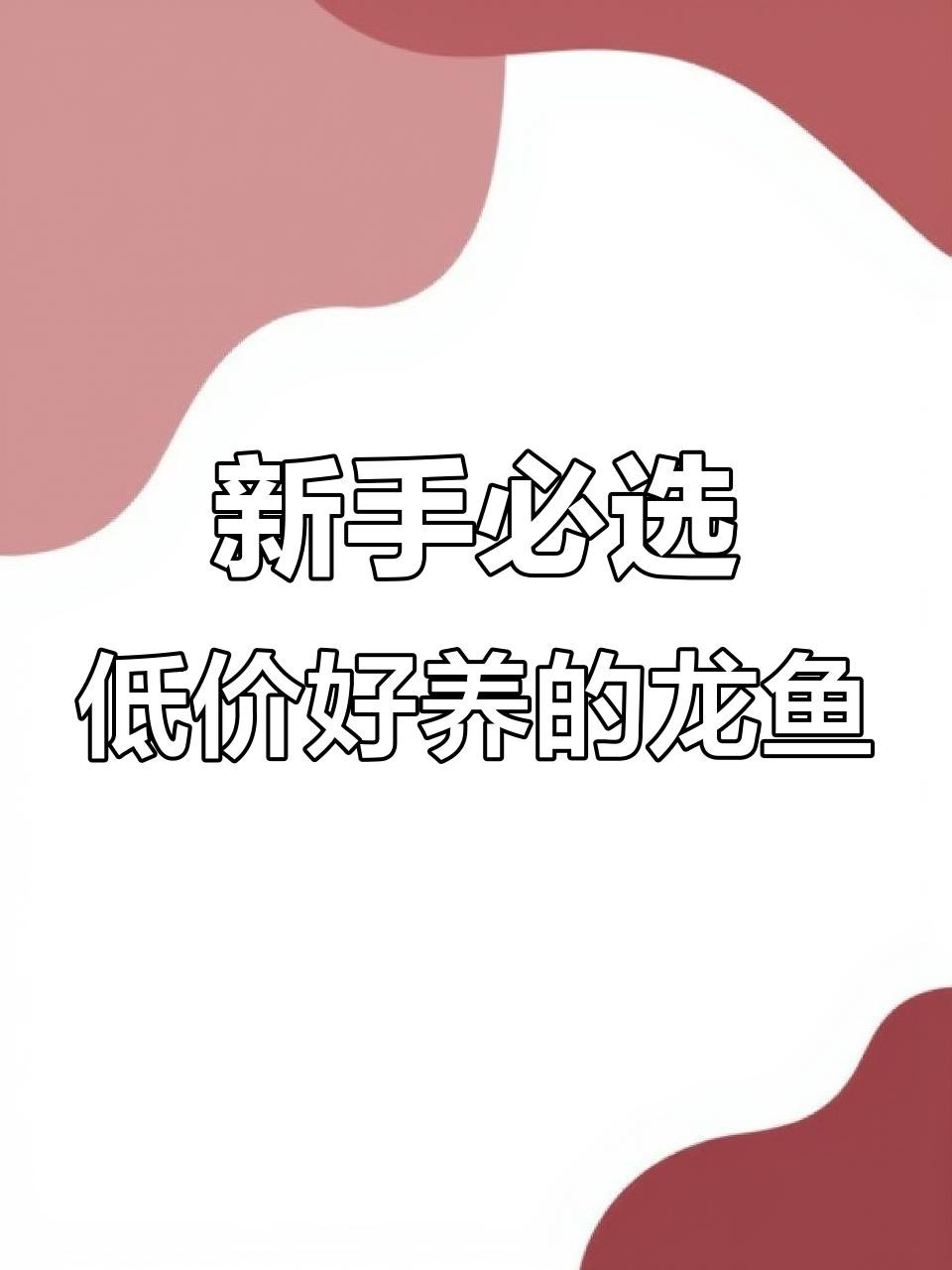 哪種龍魚更適合新手養(yǎng)殖？，中型雷龍魚嗶哩嗶哩嗶哩嗶哩嗶哩嗶哩嗶哩適合新手養(yǎng)殖 哪種龍魚更適合新手養(yǎng)殖？，中型雷龍魚嗶哩嗶哩嗶哩嗶哩嗶哩嗶哩嗶哩適合新手養(yǎng)殖 龍魚百科 第4張