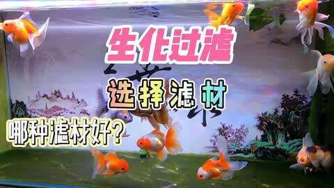 濾材買啥樣的比較好，《濾材買啥樣的比較好》 濾材買啥樣的比較好，《濾材買啥樣的比較好》 龍魚百科 第3張