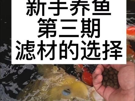 濾材買啥樣的比較好，《濾材買啥樣的比較好》 濾材買啥樣的比較好，《濾材買啥樣的比較好》 龍魚百科 第1張