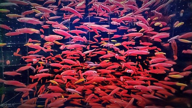 如何判斷火龍魚是否健康？，判斷火龍魚健康狀況需綜合多方面觀察火龍魚健康狀況