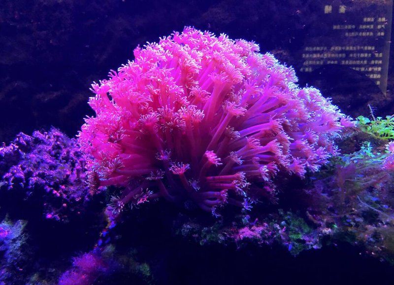 綿陽水族館，綿陽海底世界——綿陽水族館