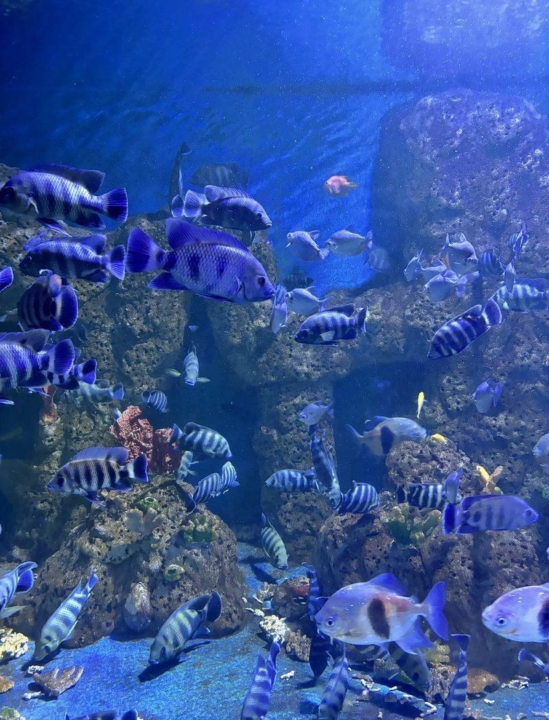 綿陽水族館，綿陽海底世界——綿陽水族館
