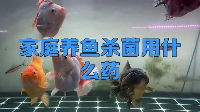 有哪些適合家庭魚缸的消毒劑，家庭養魚殺菌用什么藥 有哪些適合家庭魚缸的消毒劑，家庭養魚殺菌用什么藥 龍魚百科 第4張
