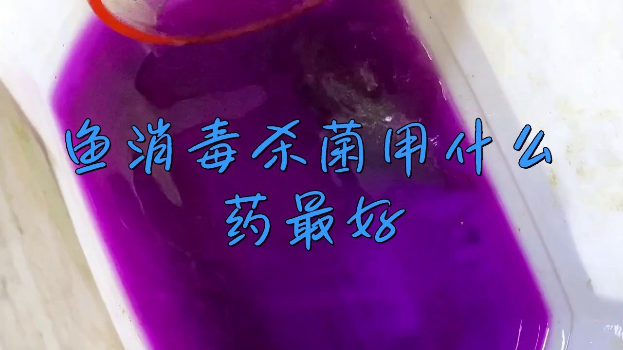 有哪些適合家庭魚缸的消毒劑，家庭養魚殺菌用什么藥 有哪些適合家庭魚缸的消毒劑，家庭養魚殺菌用什么藥 龍魚百科 第5張