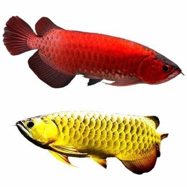 大紅龍魚的價格是多少？，大紅龍魚價格為何堪比保時捷心靈的游樂場大紅龍魚價格表