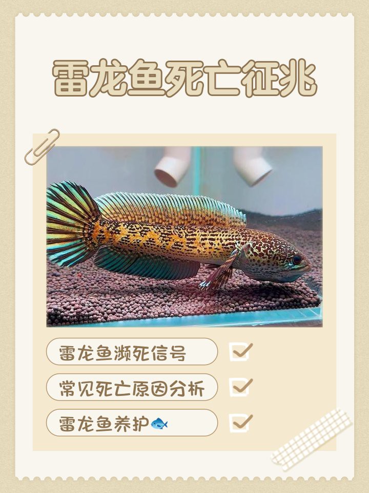 如何預(yù)防鬼王雷龍常見疾病？，鬼王雷龍常見疾病的預(yù)防措施