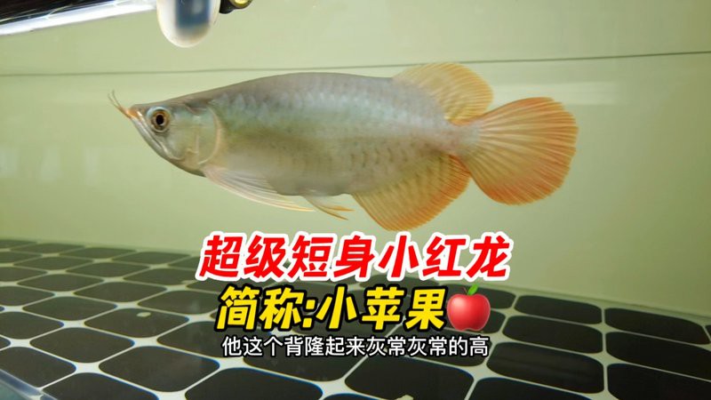 如何區(qū)分真假短身龍魚？，如何區(qū)分真假短身龍魚