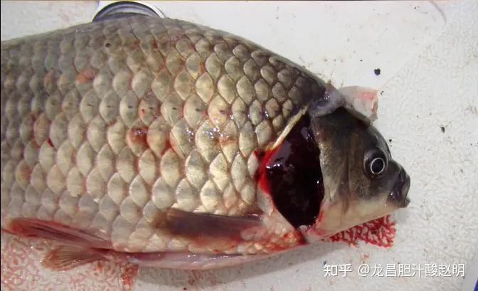 如何判斷紅龍魚是否感染細菌？，如何判斷紅龍魚是否感染細菌對保障其健康至關重要