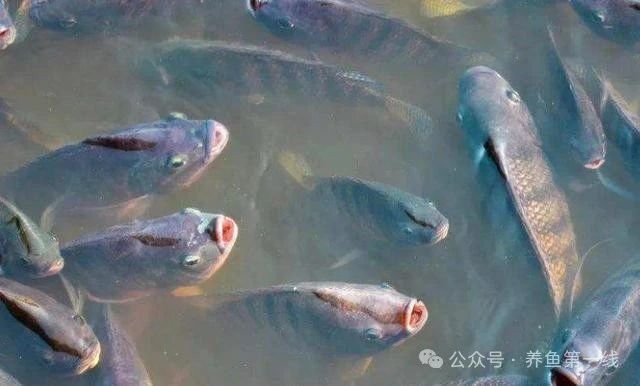 如何判斷紅龍魚是否感染細菌？，如何判斷紅龍魚是否感染細菌對保障其健康至關(guān)重要