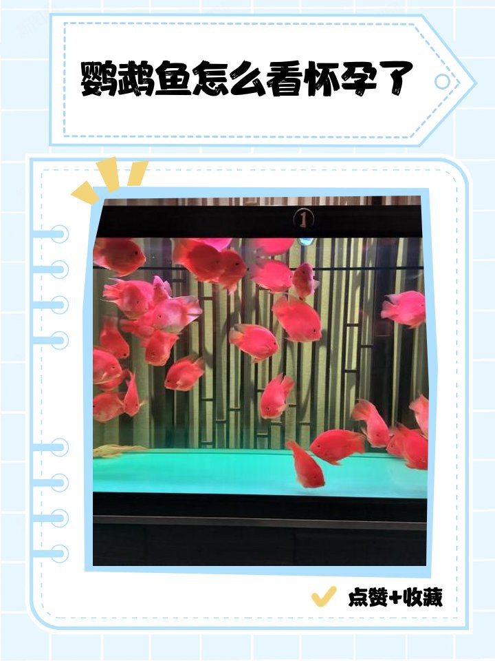 如何判斷銀龍魚是否懷孕？，如何判斷銀龍魚是否懷孕