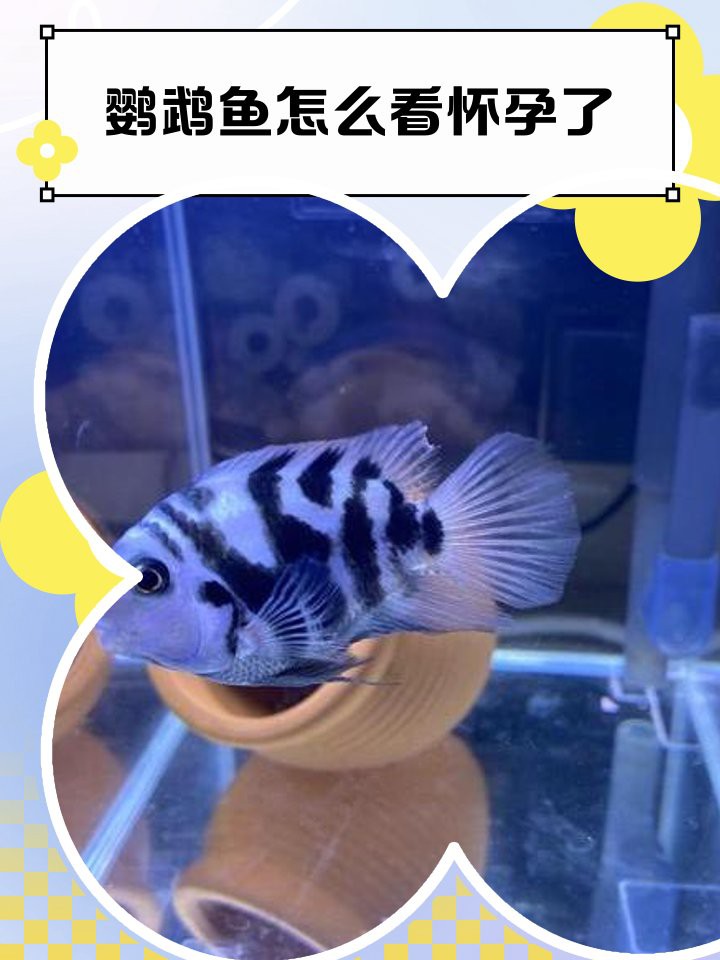 如何判斷銀龍魚是否懷孕？，如何判斷銀龍魚是否懷孕 如何判斷銀龍魚是否懷孕？，如何判斷銀龍魚是否懷孕 龍魚百科 第8張