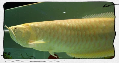 如何判斷銀龍魚是否懷孕？，如何判斷銀龍魚是否懷孕 如何判斷銀龍魚是否懷孕？，如何判斷銀龍魚是否懷孕 龍魚百科 第5張