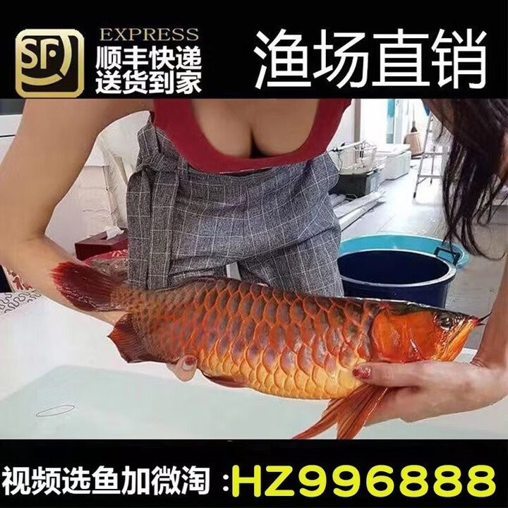 哪里可以購買到20公分過背金龍魚？，20公分過背金龍魚價格愛采購藍龍魚價格排行榜