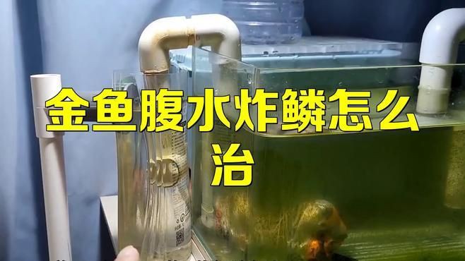 治療金魚炸鱗病需要多長時間？，金魚炸鱗怎么辦