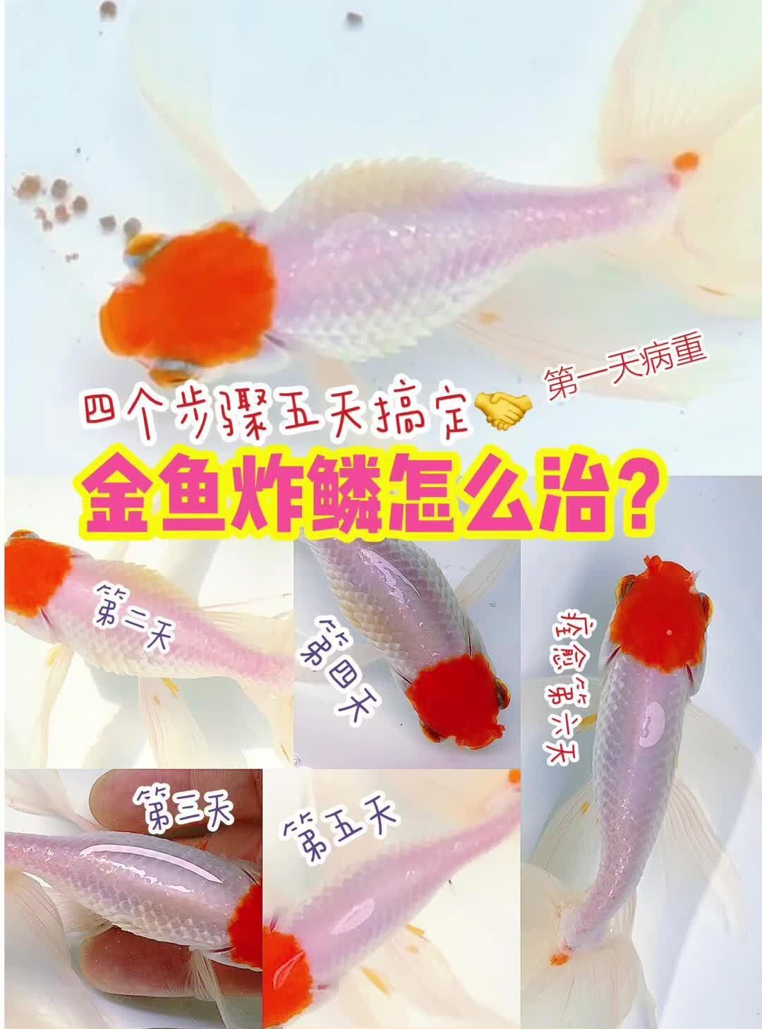 治療金魚炸鱗病需要多長(zhǎng)時(shí)間？，金魚炸鱗怎么辦