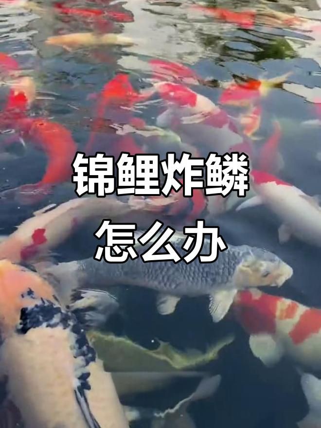 治療金魚炸鱗病需要多長時間？，金魚炸鱗怎么辦