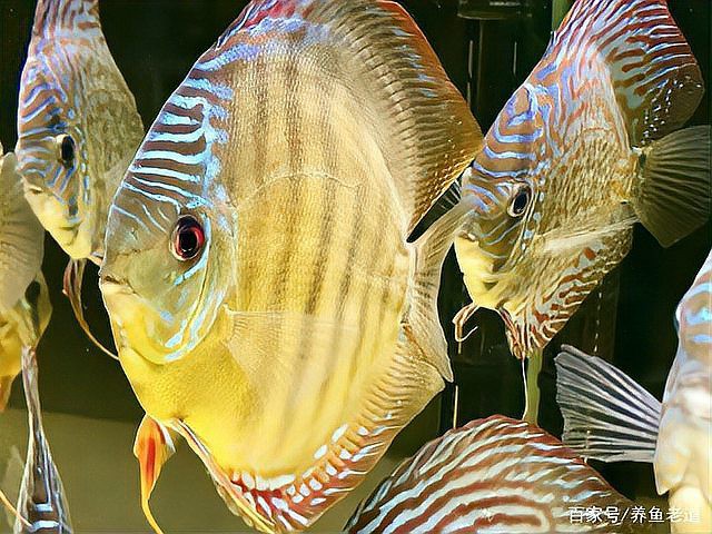 如何預(yù)防紅龍魚眼睛腫脹，紅龍魚眼睛腫脹可由多種因素引發(fā)