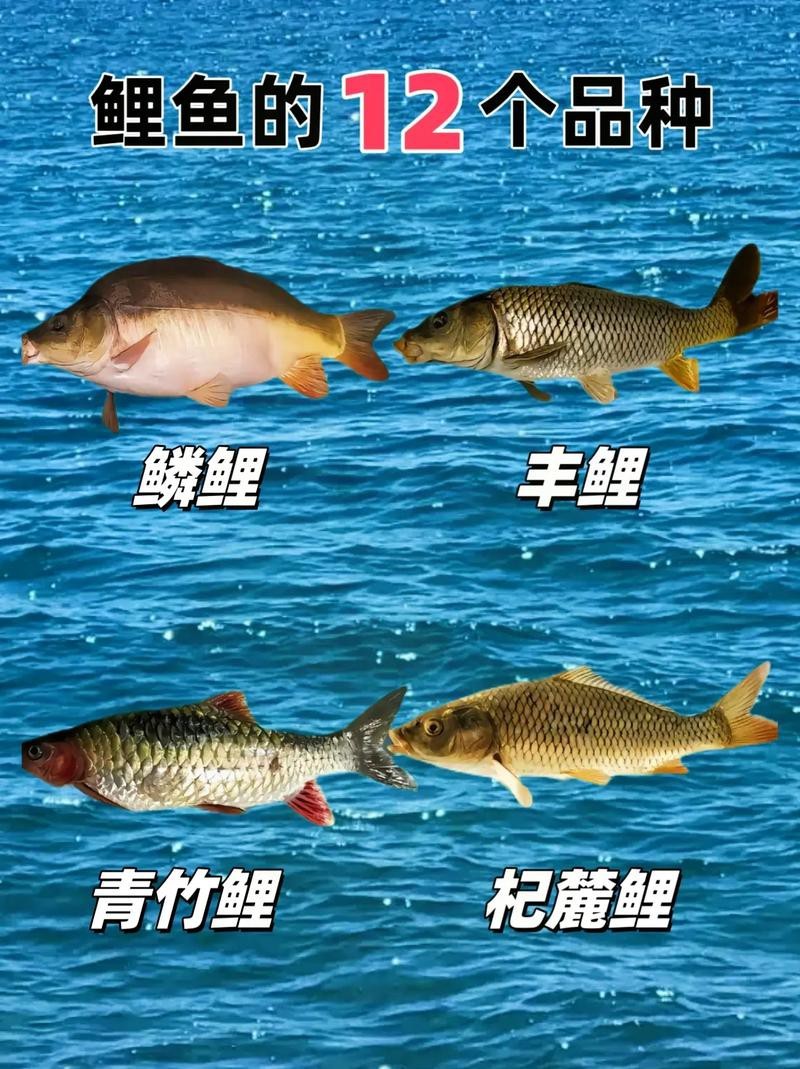 豐鯉魚和建鯉魚的圖片，豐鯉與建鯉魚的十二種品種你解鎖了幾種極致禪意的俏皮學(xué)妹