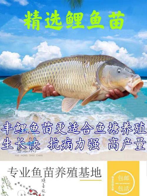 豐鯉魚和建鯉魚的圖片，豐鯉與建鯉魚的十二種品種你解鎖了幾種極致禪意的俏皮學(xué)妹