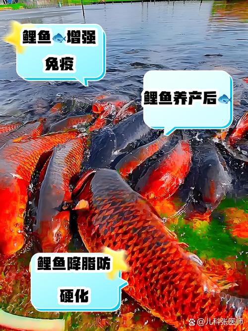 豐鯉魚和建鯉魚的圖片，豐鯉與建鯉魚的十二種品種你解鎖了幾種極致禪意的俏皮學(xué)妹