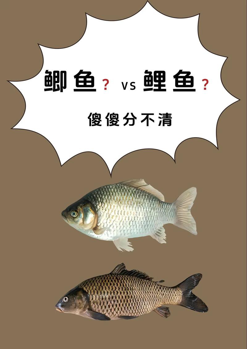 豐鯉魚和建鯉魚的圖片，豐鯉與建鯉魚的十二種品種你解鎖了幾種極致禪意的俏皮學(xué)妹
