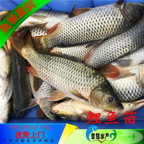豐鯉魚和建鯉魚的圖片，豐鯉與建鯉魚的十二種品種你解鎖了幾種極致禪意的俏皮學(xué)妹