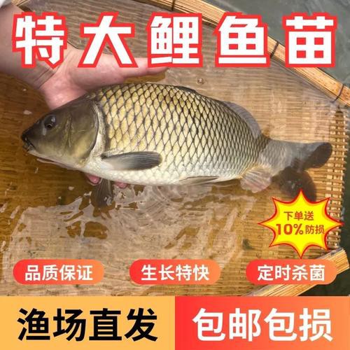 豐鯉魚和建鯉魚的圖片，豐鯉與建鯉魚的十二種品種你解鎖了幾種極致禪意的俏皮學(xué)妹