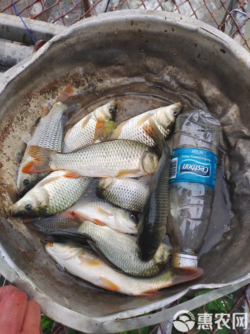 豐鯉魚和建鯉魚的圖片，豐鯉與建鯉魚的十二種品種你解鎖了幾種極致禪意的俏皮學(xué)妹