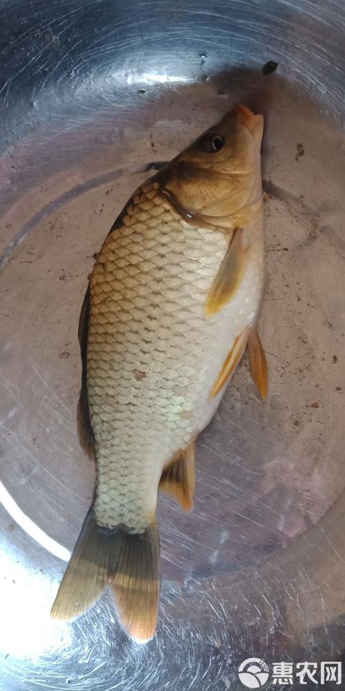 豐鯉魚和建鯉魚的圖片，豐鯉與建鯉魚的十二種品種你解鎖了幾種極致禪意的俏皮學(xué)妹