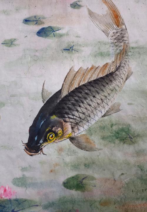 豐鯉魚和建鯉魚的圖片，豐鯉與建鯉魚的十二種品種你解鎖了幾種極致禪意的俏皮學(xué)妹