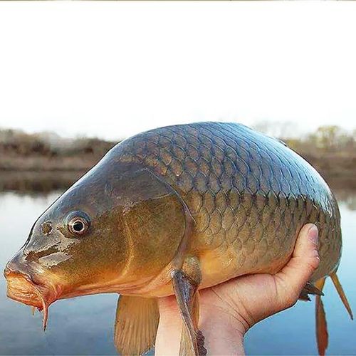 豐鯉魚和建鯉魚的圖片，豐鯉與建鯉魚的十二種品種你解鎖了幾種極致禪意的俏皮學(xué)妹