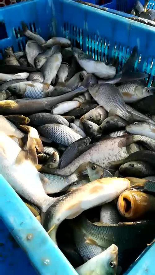 豐鯉魚和建鯉魚的圖片，豐鯉與建鯉魚的十二種品種你解鎖了幾種極致禪意的俏皮學(xué)妹