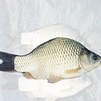 豐鯉魚和建鯉魚的圖片，豐鯉與建鯉魚的十二種品種你解鎖了幾種極致禪意的俏皮學(xué)妹