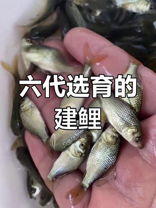 豐鯉魚和建鯉魚的圖片，豐鯉與建鯉魚的十二種品種你解鎖了幾種極致禪意的俏皮學(xué)妹