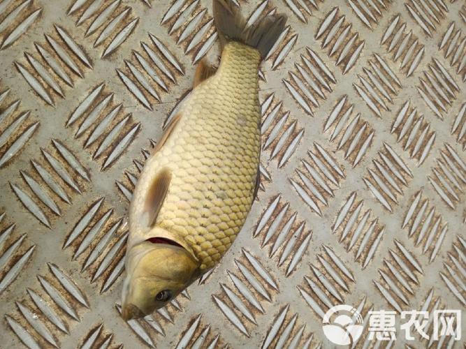 豐鯉魚和建鯉魚的圖片，豐鯉與建鯉魚的十二種品種你解鎖了幾種極致禪意的俏皮學(xué)妹