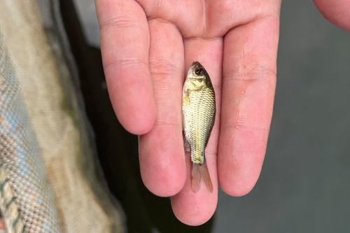 豐鯉魚和建鯉魚的圖片，豐鯉與建鯉魚的十二種品種你解鎖了幾種極致禪意的俏皮學(xué)妹