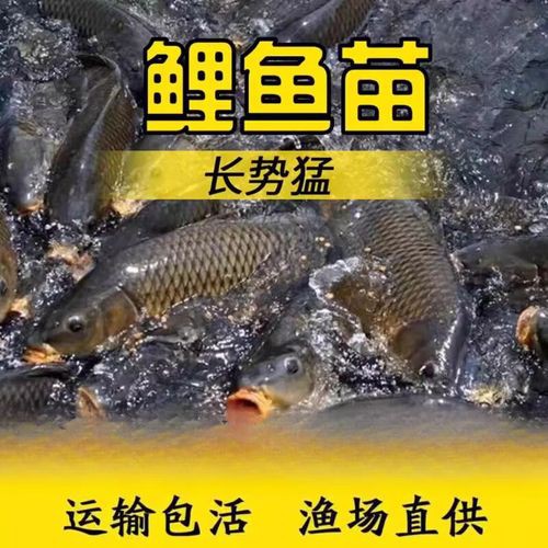 豐鯉魚和建鯉魚的圖片，豐鯉與建鯉魚的十二種品種你解鎖了幾種極致禪意的俏皮學(xué)妹