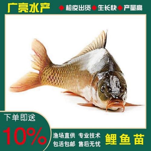豐鯉魚和建鯉魚的圖片，豐鯉與建鯉魚的十二種品種你解鎖了幾種極致禪意的俏皮學(xué)妹