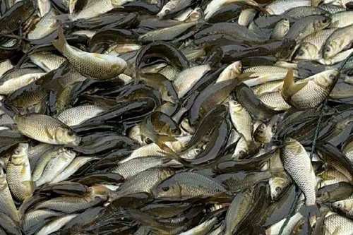 豐鯉魚和建鯉魚的圖片，豐鯉與建鯉魚的十二種品種你解鎖了幾種極致禪意的俏皮學(xué)妹