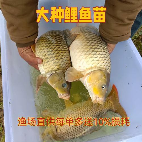 豐鯉魚和建鯉魚的圖片，豐鯉與建鯉魚的十二種品種你解鎖了幾種極致禪意的俏皮學(xué)妹
