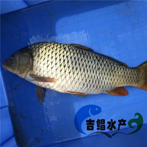 豐鯉魚和建鯉魚的圖片，豐鯉與建鯉魚的十二種品種你解鎖了幾種極致禪意的俏皮學(xué)妹
