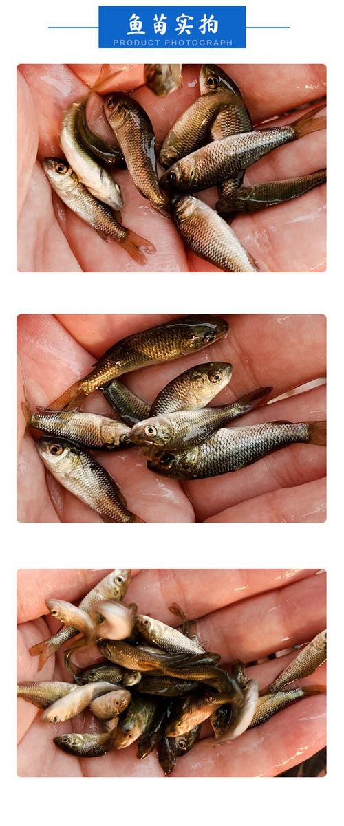 豐鯉魚和建鯉魚的圖片，豐鯉與建鯉魚的十二種品種你解鎖了幾種極致禪意的俏皮學(xué)妹