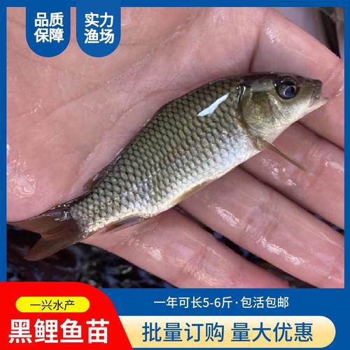 豐鯉魚和建鯉魚的圖片，豐鯉與建鯉魚的十二種品種你解鎖了幾種極致禪意的俏皮學(xué)妹