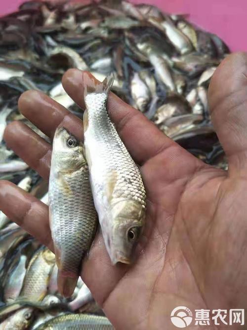 豐鯉魚和建鯉魚的圖片，豐鯉與建鯉魚的十二種品種你解鎖了幾種極致禪意的俏皮學(xué)妹