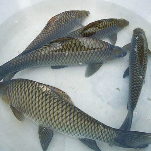 豐鯉魚和建鯉魚的圖片，豐鯉與建鯉魚的十二種品種你解鎖了幾種極致禪意的俏皮學(xué)妹