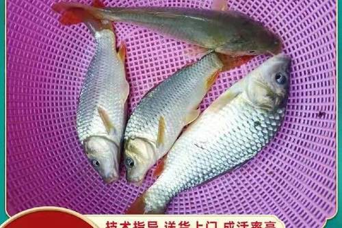 豐鯉魚和建鯉魚的圖片，豐鯉與建鯉魚的十二種品種你解鎖了幾種極致禪意的俏皮學(xué)妹
